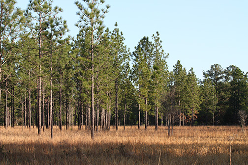 NEW HABITAT, NEW SERVICE AREAS