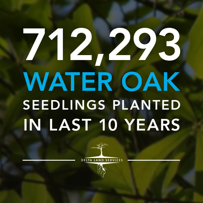 10 Years Of Delta Land Services: Seedlings